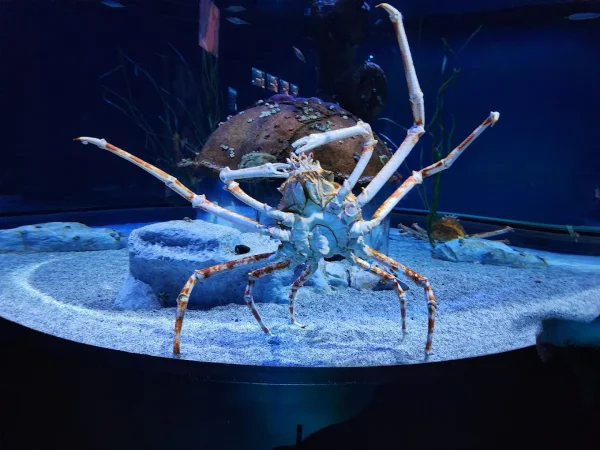 crab at bass pro